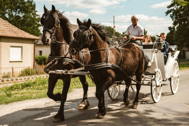 esküvői lovas kocsi bükkösd ökopark, esküvői fotózás,